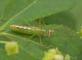 Green Assassin Bug Green Assassin Bug